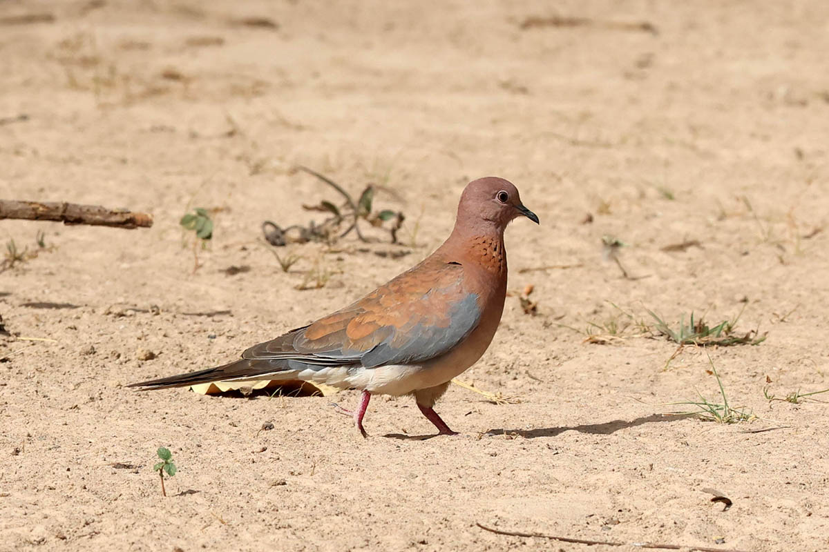 Laughing Dove.